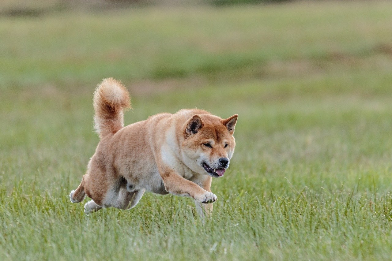 Bitcoin, SHIB, DOGE Çöktü: O Göğüs Coin ise Patladı