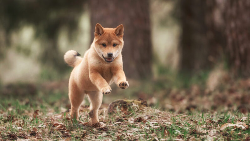 DOGE, SHIB Çakıldı: Bu Göğüs Coin ise Tek Haberle Fırladı!