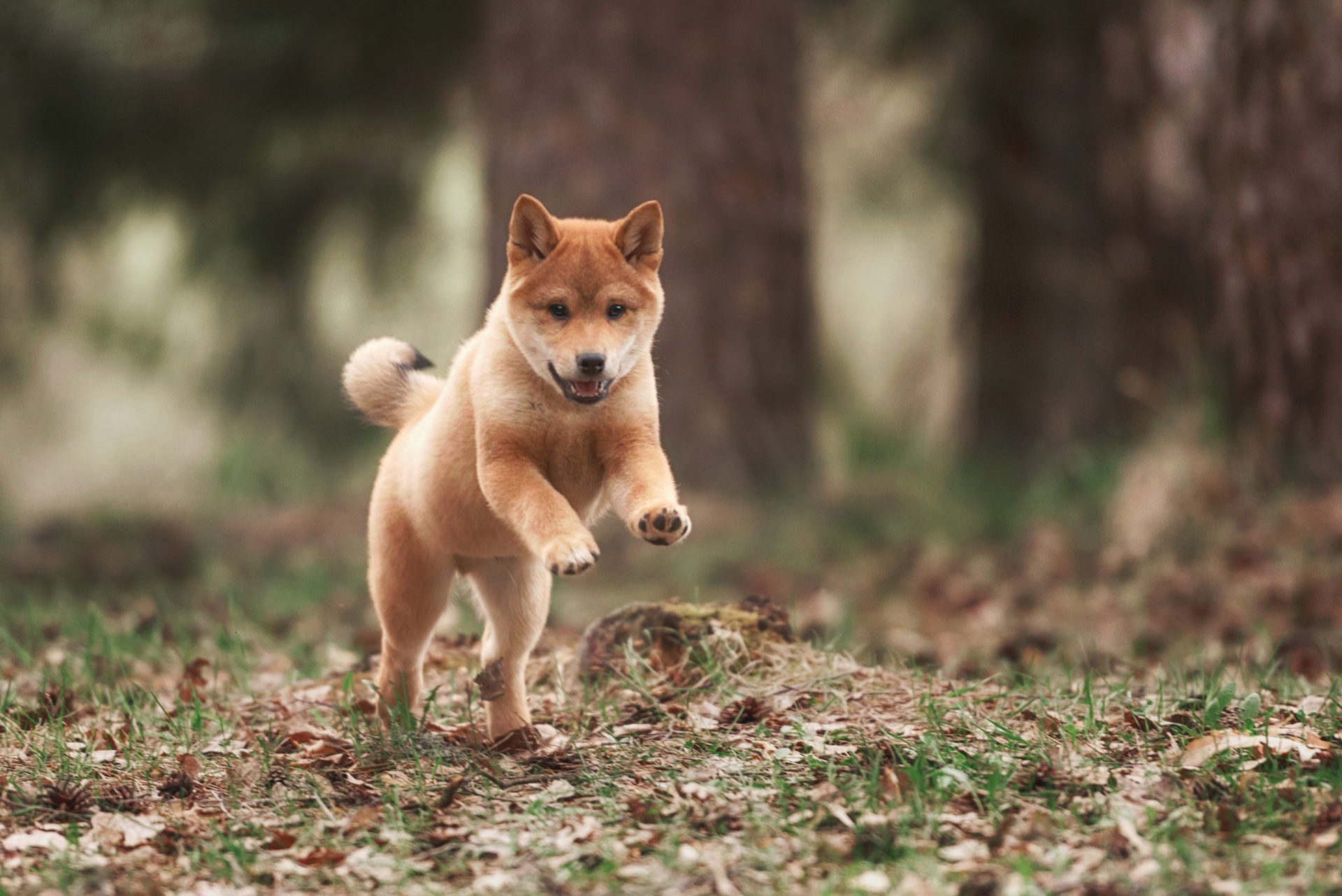 DOGE, SHIB Çakıldı: Bu Göğüs Coin ise Tek Haberle Fırladı!