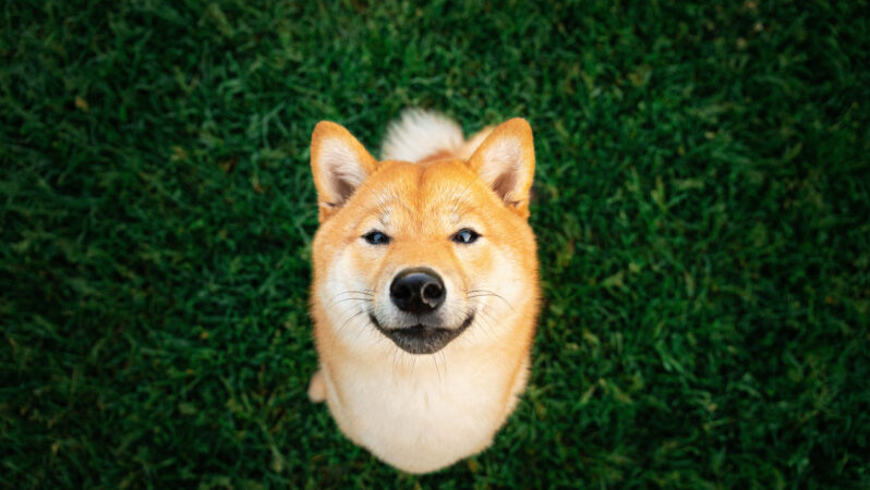 SHIB, DOGE Değil: Balinalar Bu Göğüs Coin’den Stokluyor!