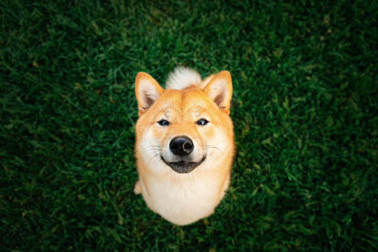 SHIB, DOGE Değil: Balinalar Bu Göğüs Coin’den Stokluyor!