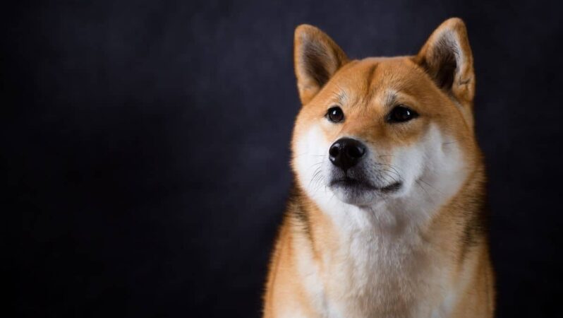 SHIB, Dogecoin ve Safemoon: Hangisi En Güçlüsü?