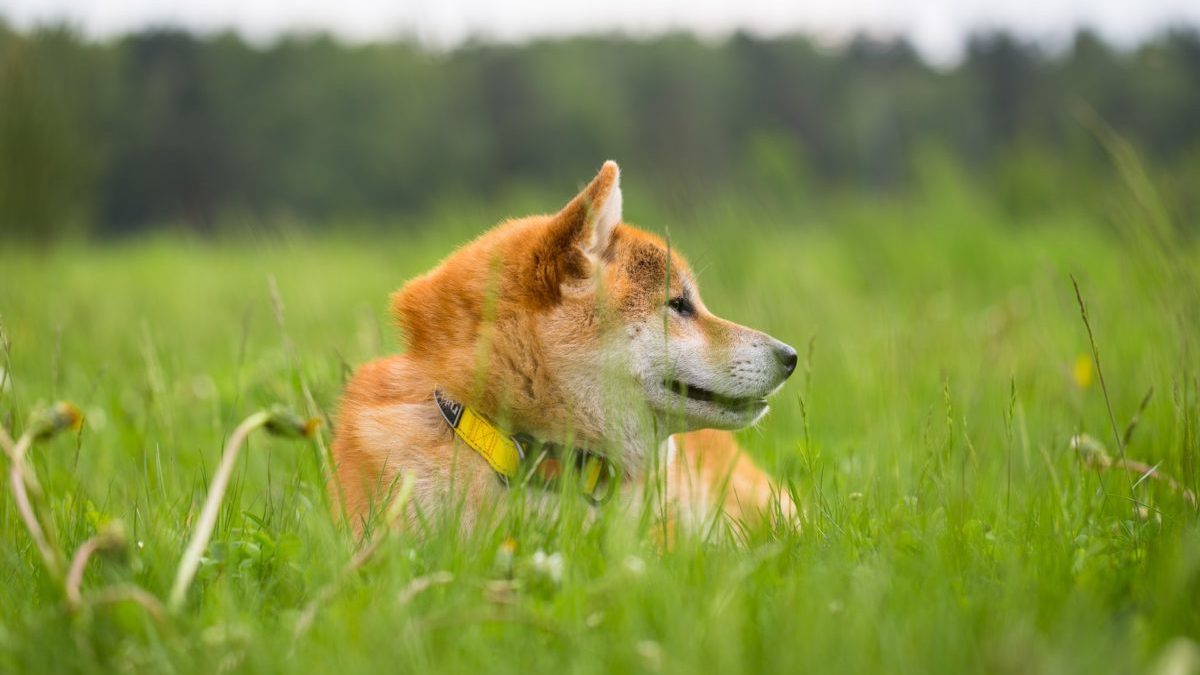 Shiba Inu (SHIB)’dan Müjdeli Haber: DAO Başlatılıyor!