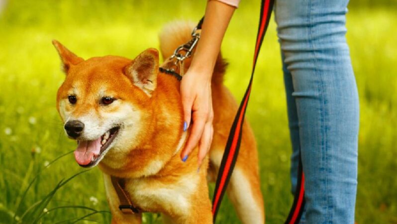 Shiba Inu ve 10 Altcoin İçin Müjde: Bu Şirket Ekliyor!