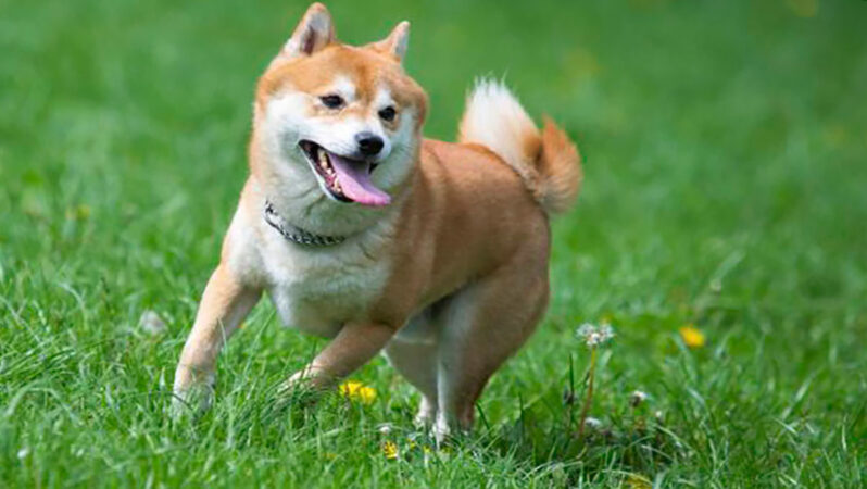 Shiba Inu, Metaverse Devleriyle Rekabet Edecek Projeyi Duyurdu!