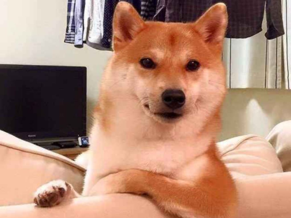 Shiba Inu’da Farklı Gelişme: Kurumsal Yatırımcı ve Balina İzi!