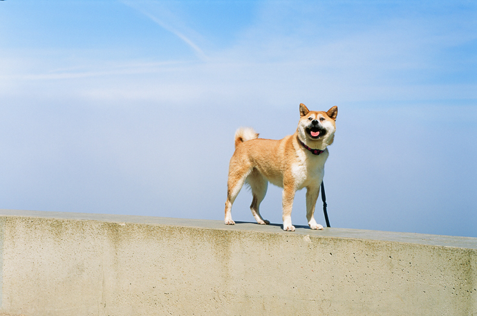 Dogecoin Birikimi Top Yaptı! “Bu Düzeylere Hazır Olun”