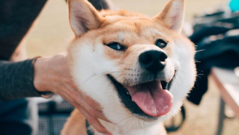 SHIB, DOGE Değil: Bu Göğüs Coin Tanınan Borsaya Girdi!