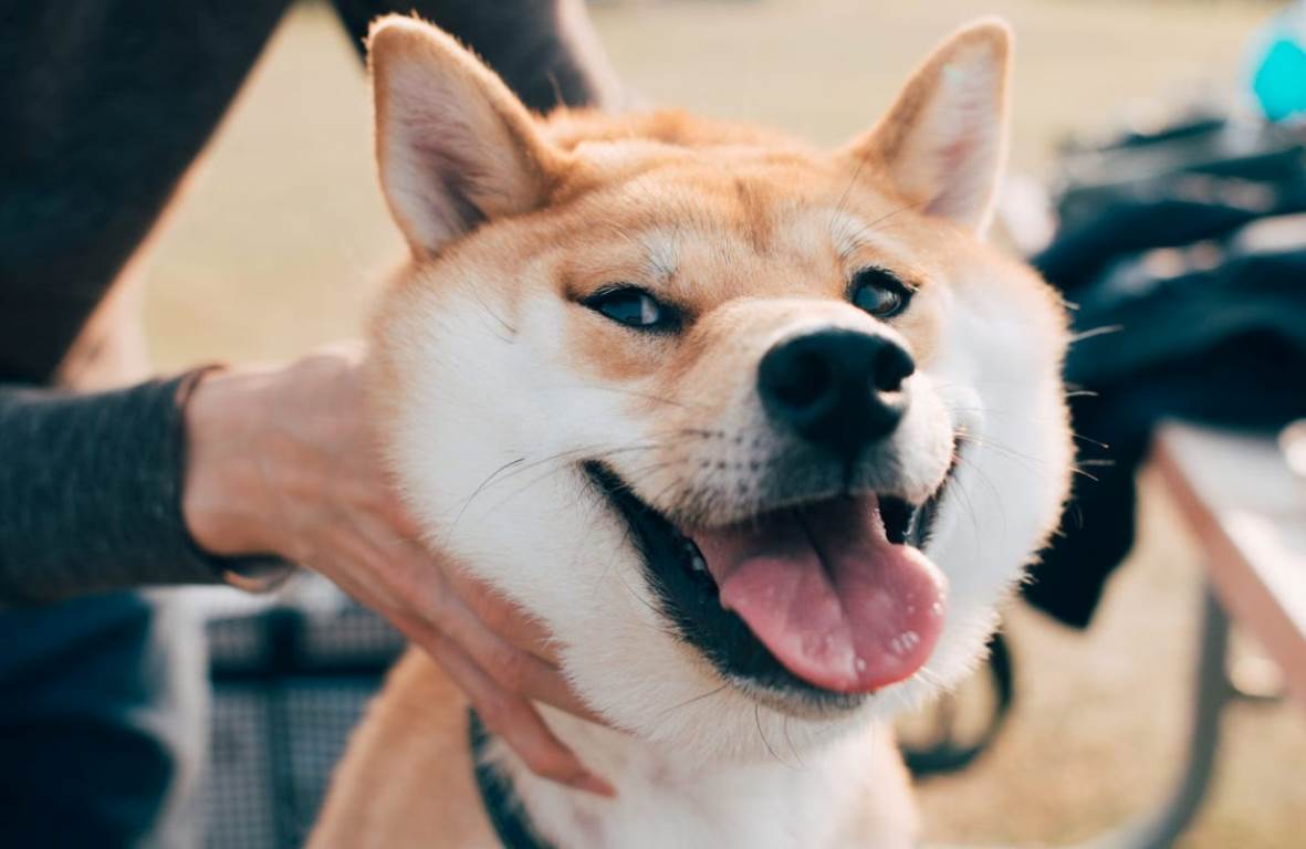 SHIB, DOGE Değil: Bu Göğüs Coin Tanınan Borsaya Girdi!