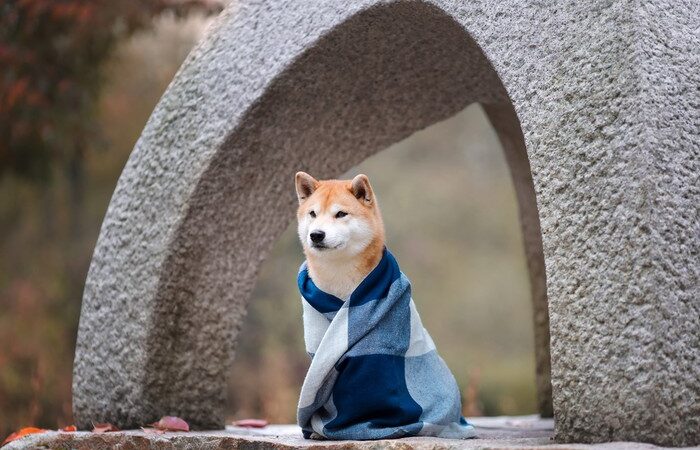 SHIB ve DOGE Değil: Balinaların Yeni Favorisi Bu Altcoin!