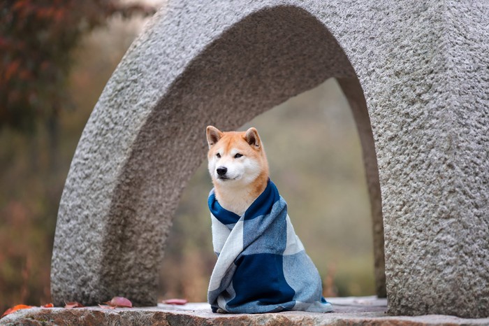 SHIB ve DOGE Değil: Balinaların Yeni Favorisi Bu Altcoin!