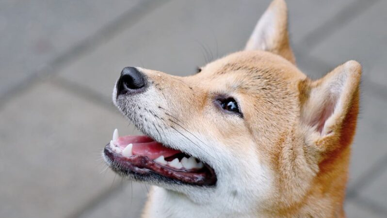 SHIB ve DOGE’u Çöpe Atan BoFA Analisti: Bu 3 Altcoin’e Bakın!