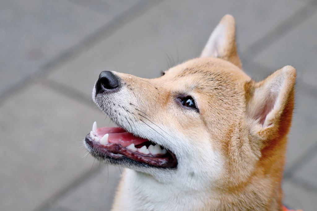 SHIB ve DOGE’u Çöpe Atan BoFA Analisti: Bu 3 Altcoin’e Bakın!