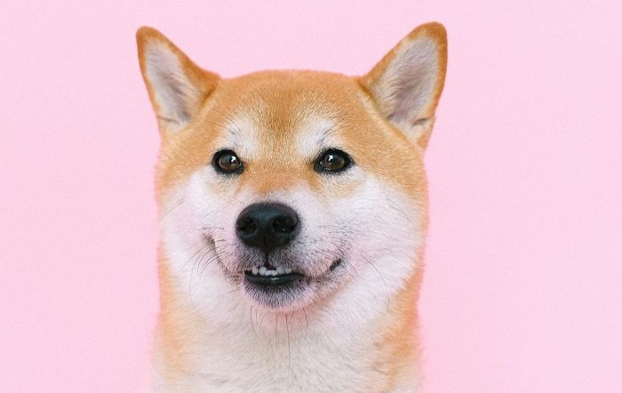 Shiba Inu Yatırımcılarına Müjde: SHIB Bu Dev Şirketleri Geçti!