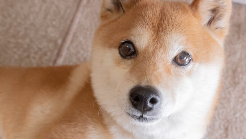 Shiba Inu’da 10 Günde Onbinlerce Kayıp! İşte Perde Arkası…