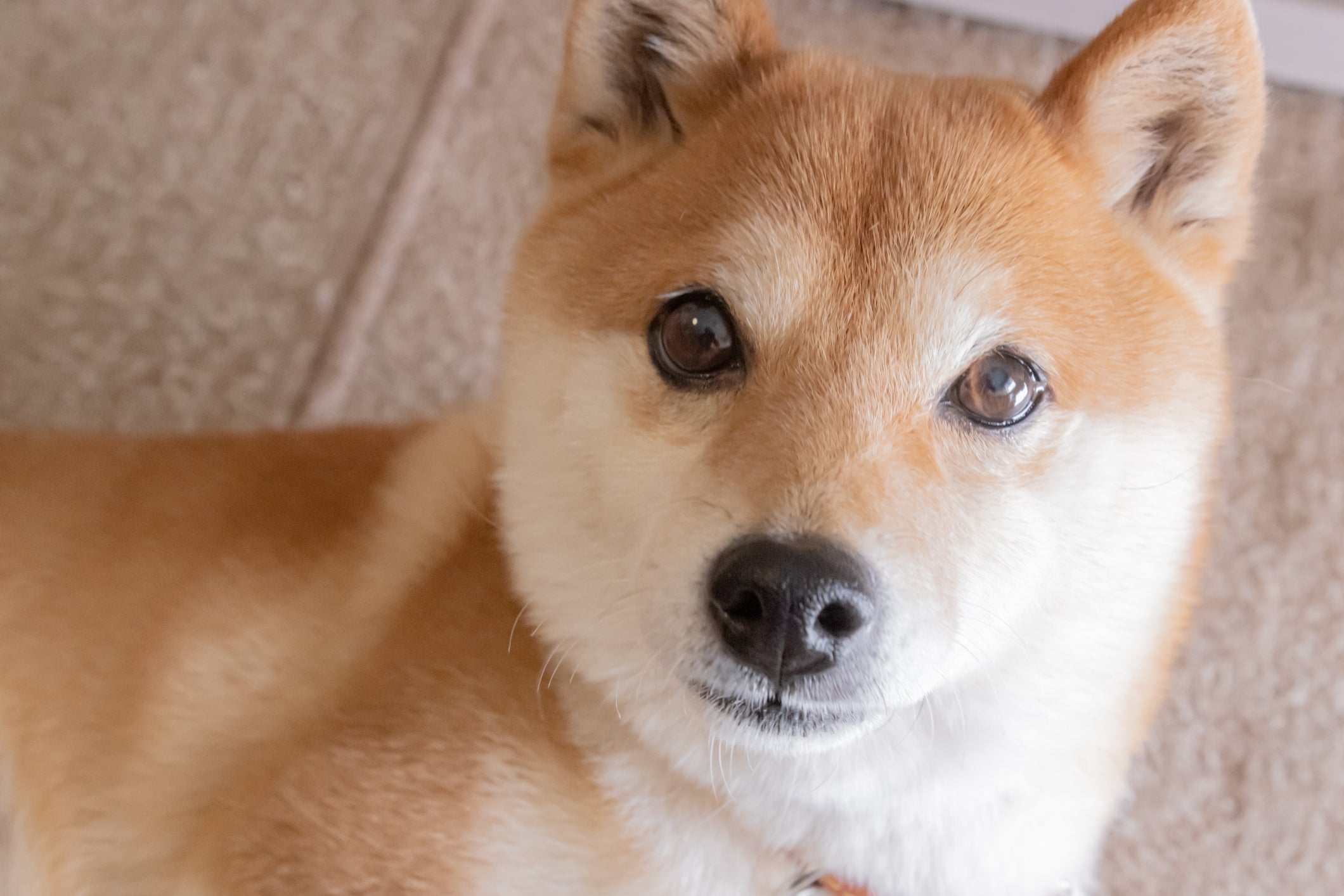 Shiba Inu’da 10 Günde Onbinlerce Kayıp! İşte Perde Arkası…