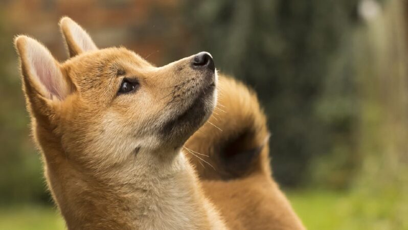 Şaşırtan Dogecoin Varsayımı: Aralık’ta O Sayıları Bekleyin! 