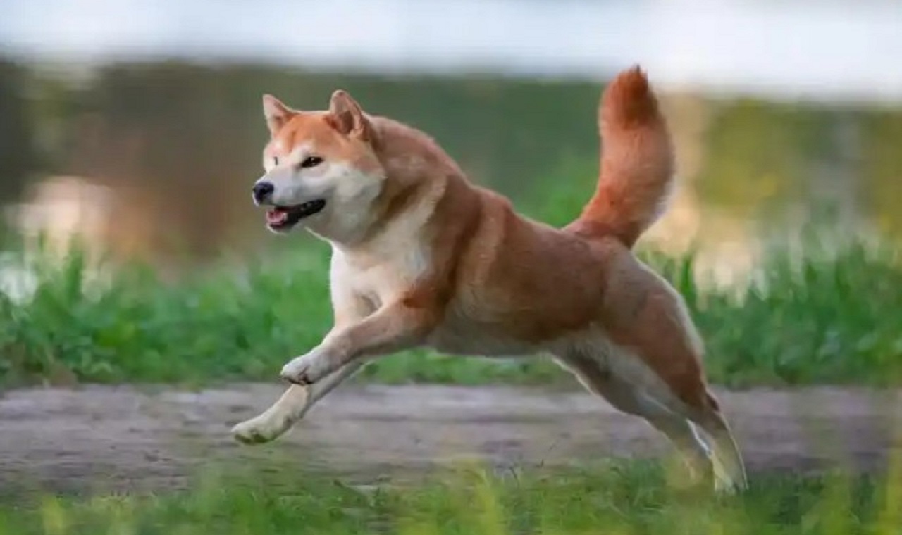 Shiba Inu İçin Beklenen Haber Geldi: Tarih de Koyuldu!