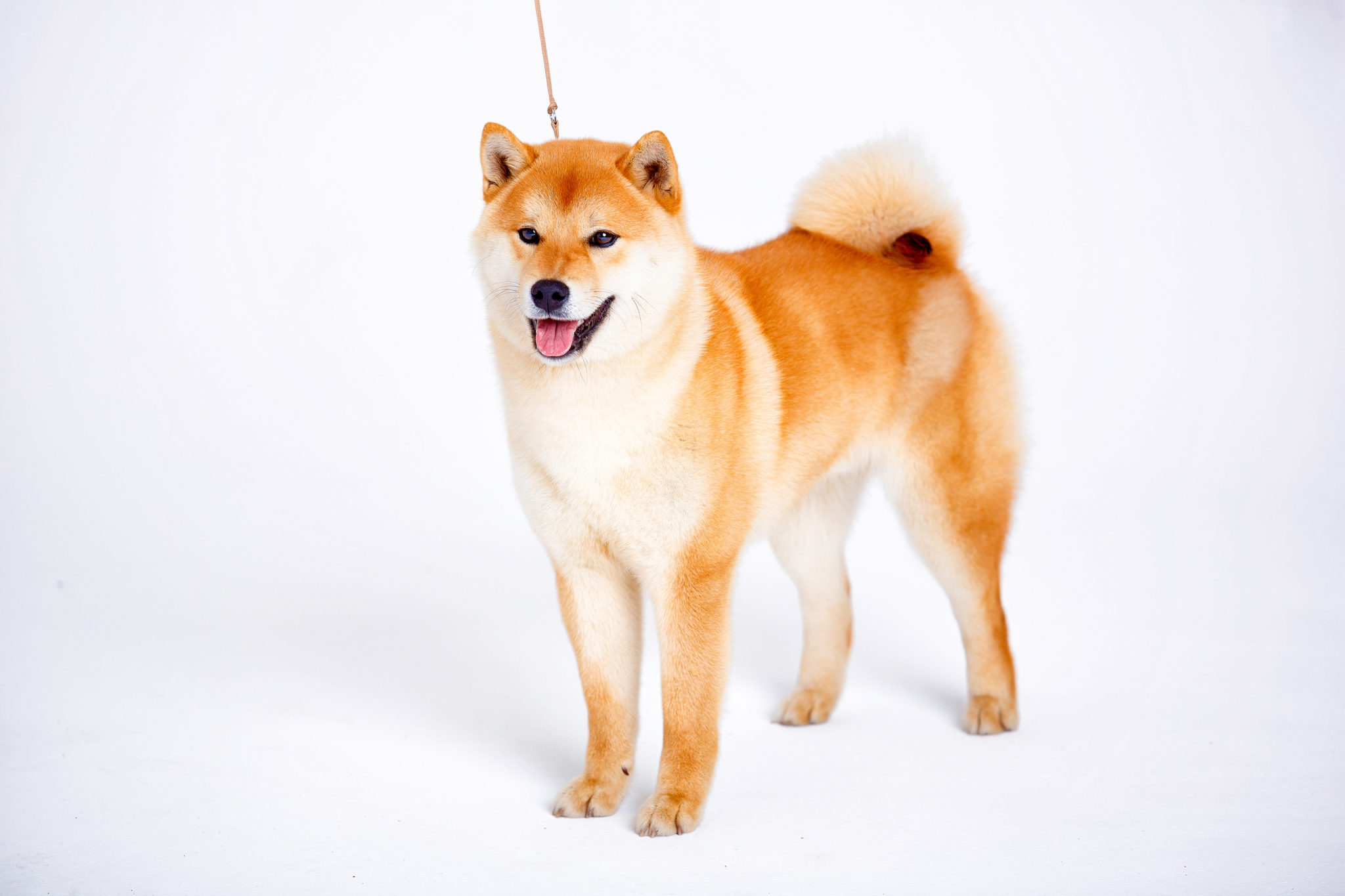 Shiba Inu Yeni İştirakin Muştusunu Verdi: Gelecek Hafta…