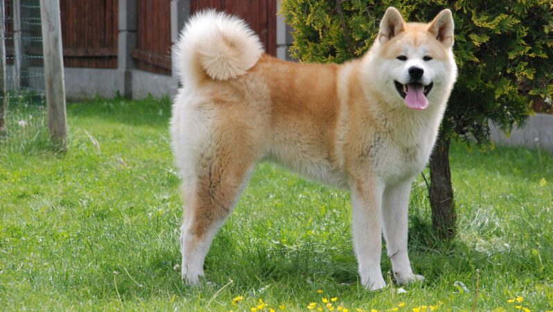 Akita Inu Nedir? AKITA Coin Ne İşe Fayda?