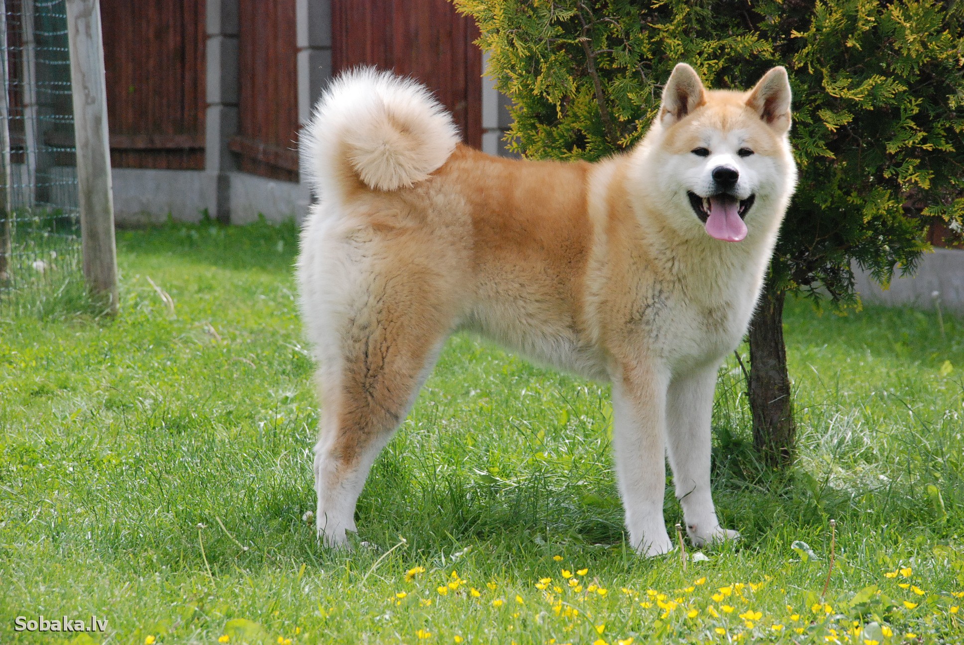 Akita Inu Nedir? AKITA Coin Ne İşe Fayda?