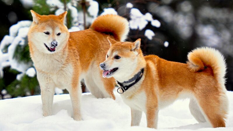 Analist: Shiba Inu ve DOGE Bu Düzeylere Oynuyor!