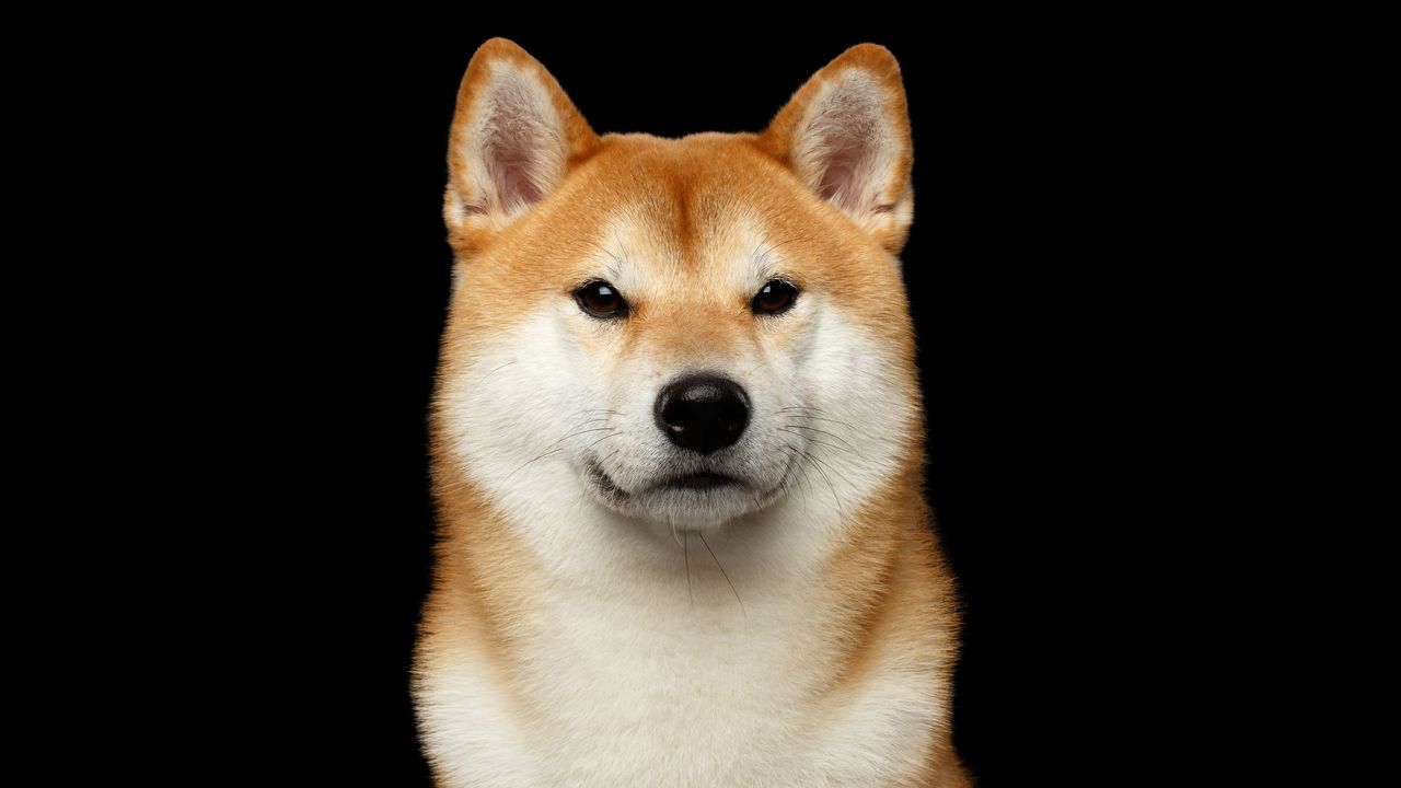 İşte Shiba Inu Hakkında Bilmeniz Gereken Çarpıcı Gerçekler! 