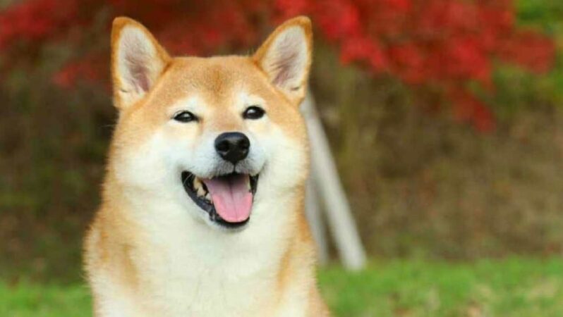 Shiba Inu Mucidi Şaşırttı: Bu Altcoin ile Dalga Geçti!