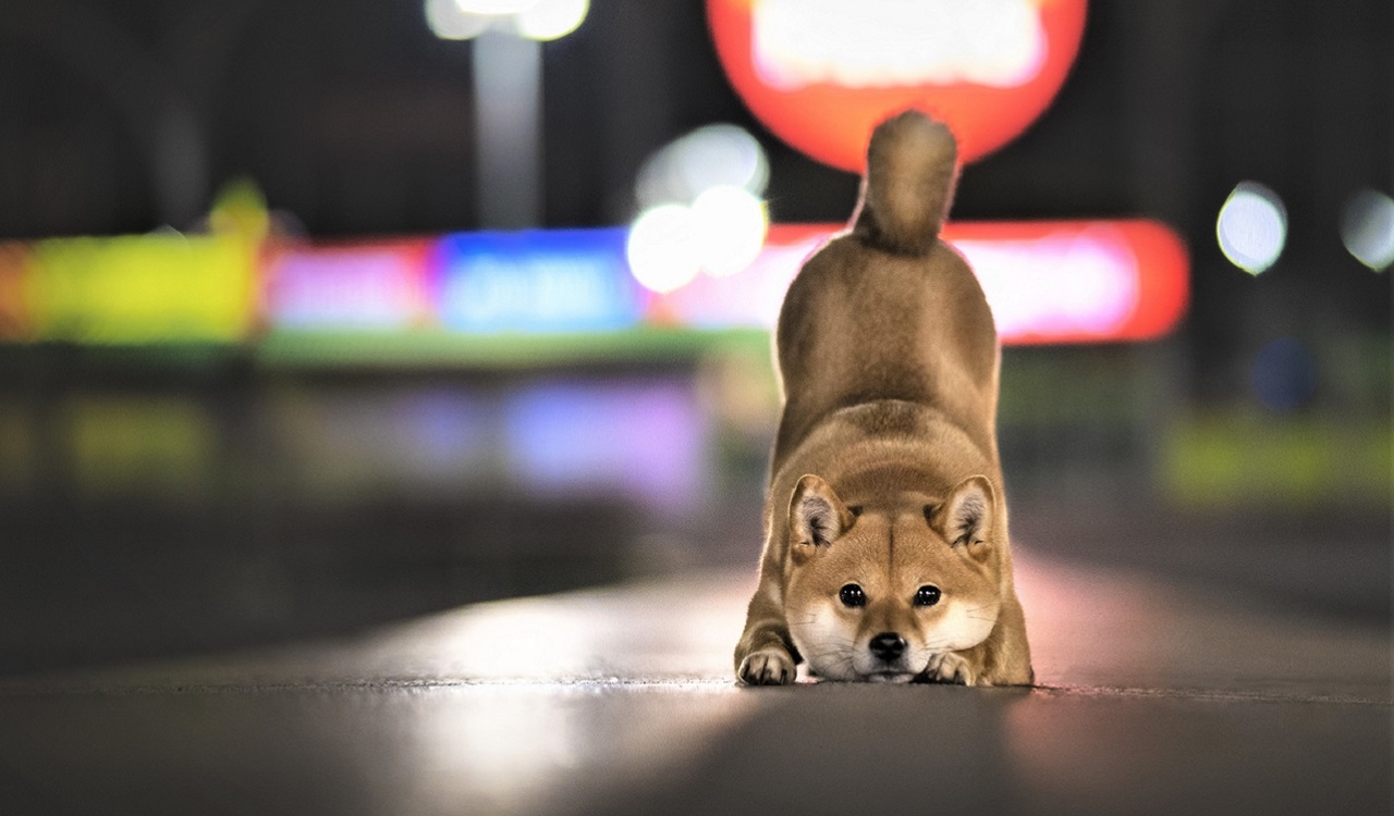 Dogecoin ve SHIB İçin İkaz: Bu Tabanlar Yaklaşıyor!