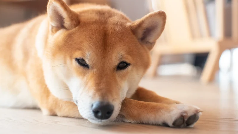 SHIB ve DOGE Balinaları Satış Yapıyor! “Bu Sayılar Görülebilir”