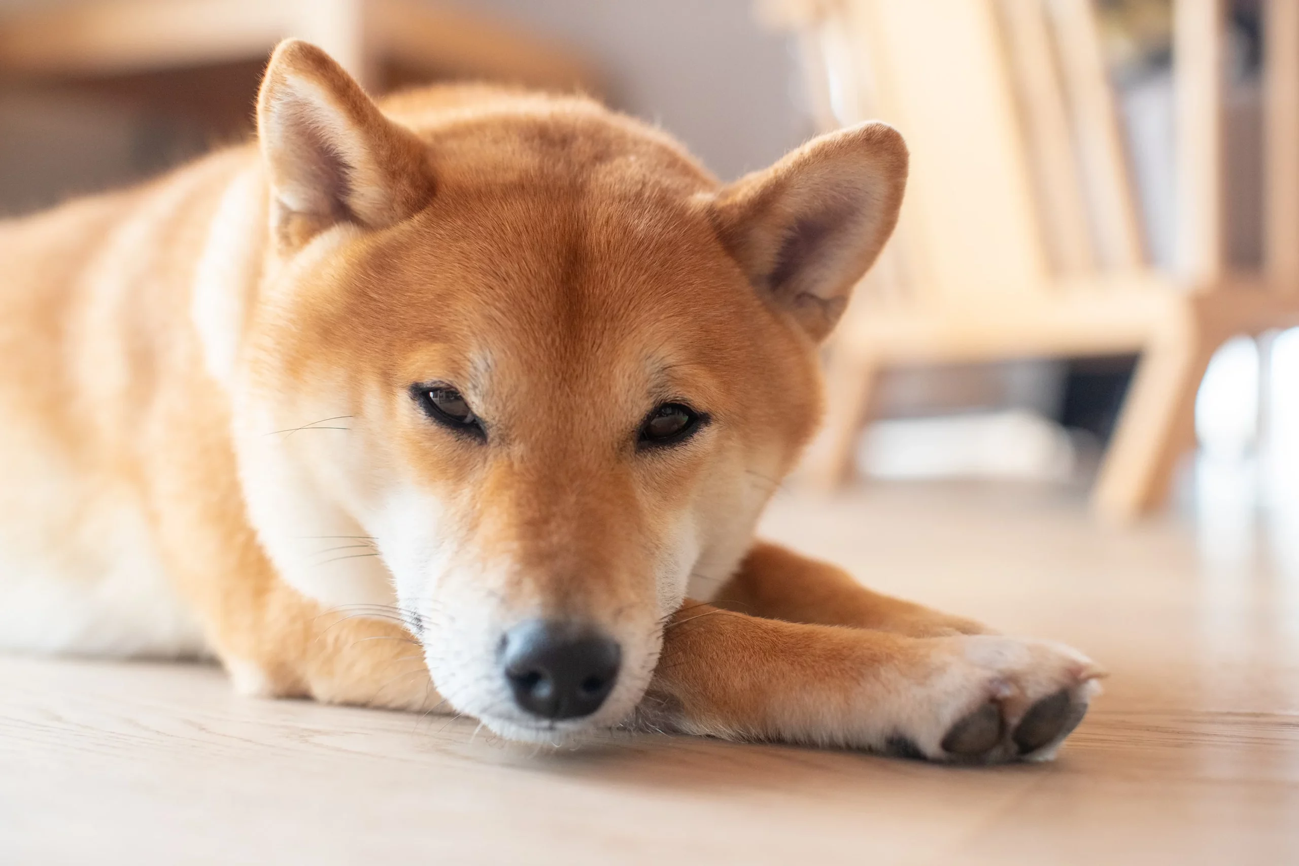 SHIB ve DOGE Balinaları Satış Yapıyor! “Bu Sayılar Görülebilir”