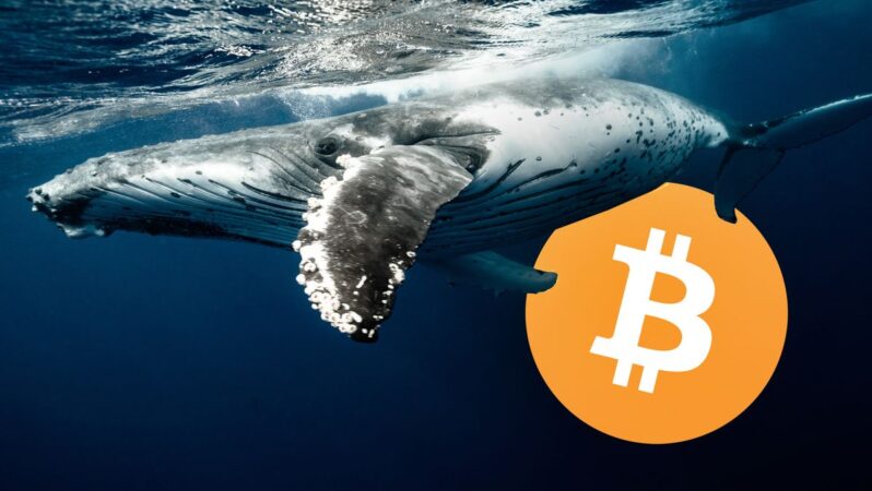 Ünlü Bitcoin Balinası İstifa Etti! “Bu 3 Altcoindeki Varsayımları Kusurlu”